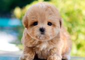 KORE KAN TOY POODLE